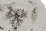 Fossil Crinoid Plate (Seventeen Species) -Crawfordsville, Indiana #197612-4